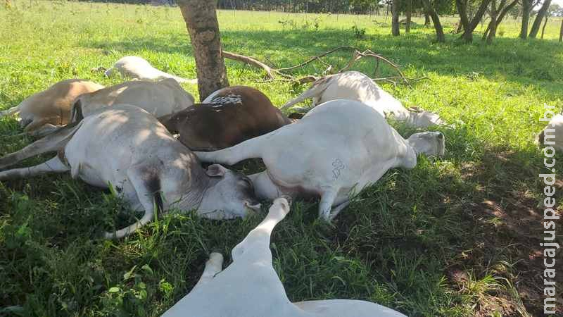 Raio Mata V Rias Cabe As De Gado E Deixa Preju Zo De R Mil A