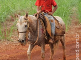 6ª Cavalgada a Nossa Senhora Aparecida em Maracaju