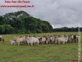 Curso de Doma realizado na Fazenda Deserto