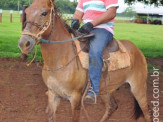 Curso de Doma realizado na Fazenda Deserto