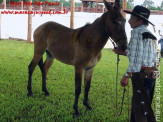 Curso de Doma realizado na Fazenda Deserto