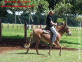 Curso de Doma realizado na Fazenda Deserto