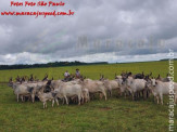 Curso de Doma realizado na Fazenda Deserto