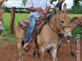 Curso de Doma realizado na Fazenda Deserto