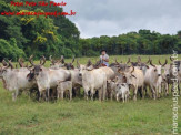 Curso de Doma realizado na Fazenda Deserto