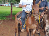 Curso de Doma realizado na Fazenda Deserto