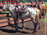 Curso de Doma realizado na Fazenda Deserto