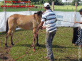 Curso de Doma realizado na Fazenda Deserto