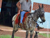 Curso de Doma realizado na Fazenda Deserto