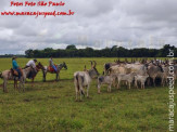 Curso de Doma realizado na Fazenda Deserto