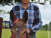 Curso de Doma realizado na Fazenda Deserto