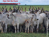 Curso de Doma realizado na Fazenda Deserto