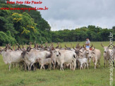 Curso de Doma realizado na Fazenda Deserto