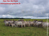 Curso de Doma realizado na Fazenda Deserto