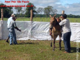 Curso de Doma realizado na Fazenda Deserto