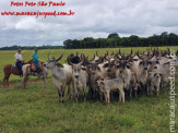 Curso de Doma realizado na Fazenda Deserto