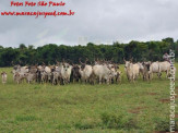 Curso de Doma realizado na Fazenda Deserto