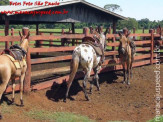 Curso de Doma realizado na Fazenda Deserto