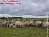 Curso de Doma realizado na Fazenda Deserto