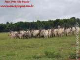 Curso de Doma realizado na Fazenda Deserto