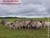 Curso de Doma realizado na Fazenda Deserto