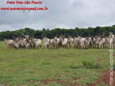 Curso de Doma realizado na Fazenda Deserto