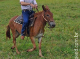 Curso de Doma realizado na Fazenda Deserto