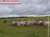 Curso de Doma realizado na Fazenda Deserto