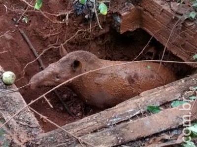 Apreensões de carnes de animais silvestres aumentam 4.400%