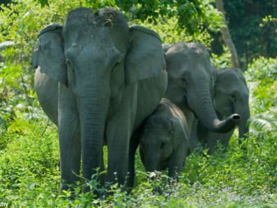 Casal morre após elefante se assustar com flash de câmera e pisoteá-lo 