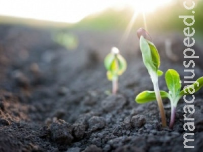 Sistema gera energia limpa a partir das plantas sem afetá-las