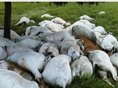 Raio mata 68 cabeças de gado na Zona Rura