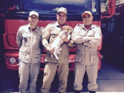 Cachorro amputado após mordida de jacaré visita bombeiros que o salvaram 