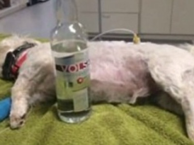 Cachorro é salvo da morte por envenenamento graças à vodka