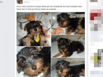 Vendedora oferece cachorro por notebook e causa polêmica no Facebook