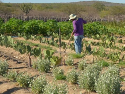 Técnicas para armazenar água e produzir alimentos ajudam a viver no semiárido