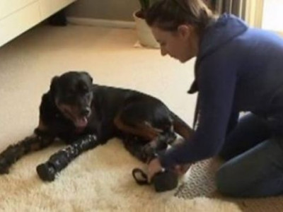 Rottweiler volta a andar com quatro patas artificiais