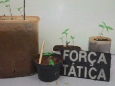 Jovem é preso por cultivar 11 mudas de maconha no quintal