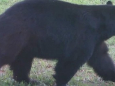 Urso invade padaria, come 38 tortas e leva duas para "viagem"