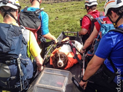 Cão sobrevive incrivelmente de queda de penhasco de 200 metros