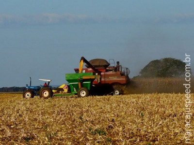 Ausência de chuvas eleva para 35% colheita do milho safrinha em MS