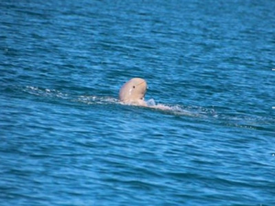 Golfinho raro é fotografado na Austrália e parece sorrir para a foto