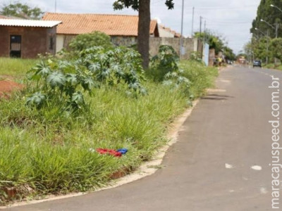 Cachorro fareja e mulheres encontram suposto feto humano dentro de sacola