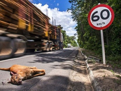 Por que o Brasil massacra 1 milhão de animais por dia em suas estradas?