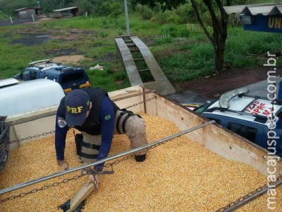 Maior apreensão de maconha da história da PRF saiu de Amambai