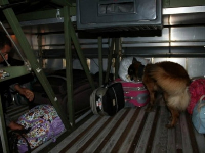 Cão farejador da PM localiza droga que iria para Três Lagoas