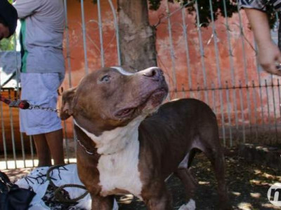 Protetores resgatam pit bull que ficou 5 meses trancado em casa