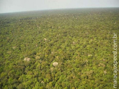  Degradação cria floresta zumbi na Amazônia