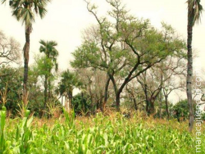  Fazenda em SP mostra viabilidade da agrossilvicultura de grande escala