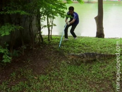 Lagartos gigantes invadem parque na Tailândia